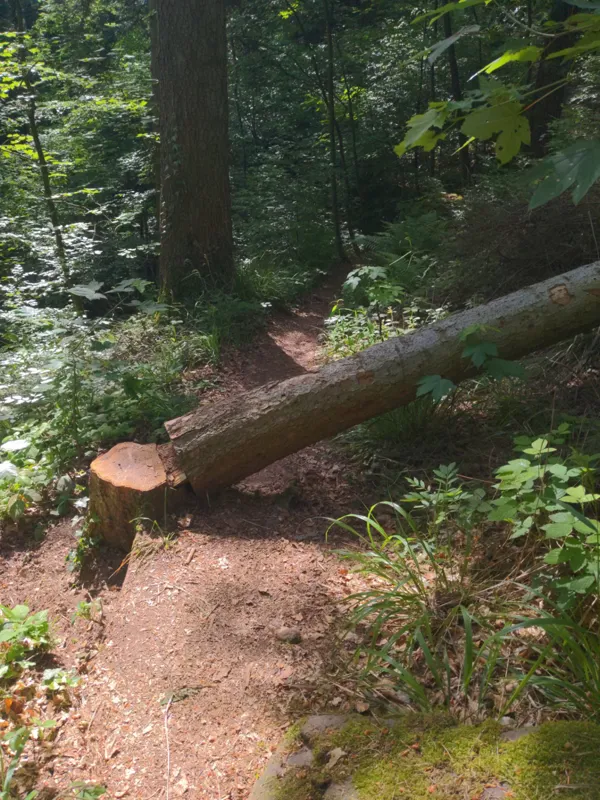 Bonjour, un tronc bloque le sentier qui descend de…